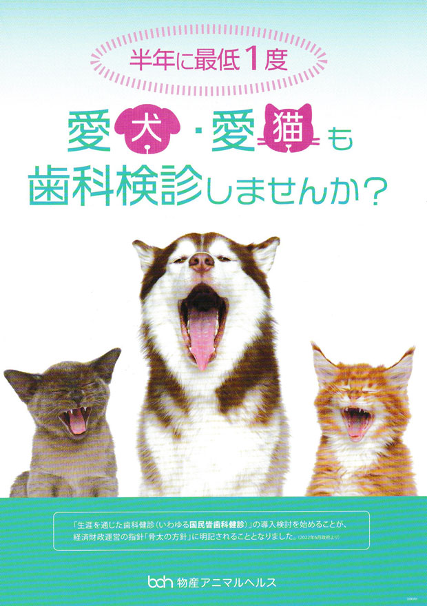 愛犬・愛猫も歯科検診しませんか？（2025.9）