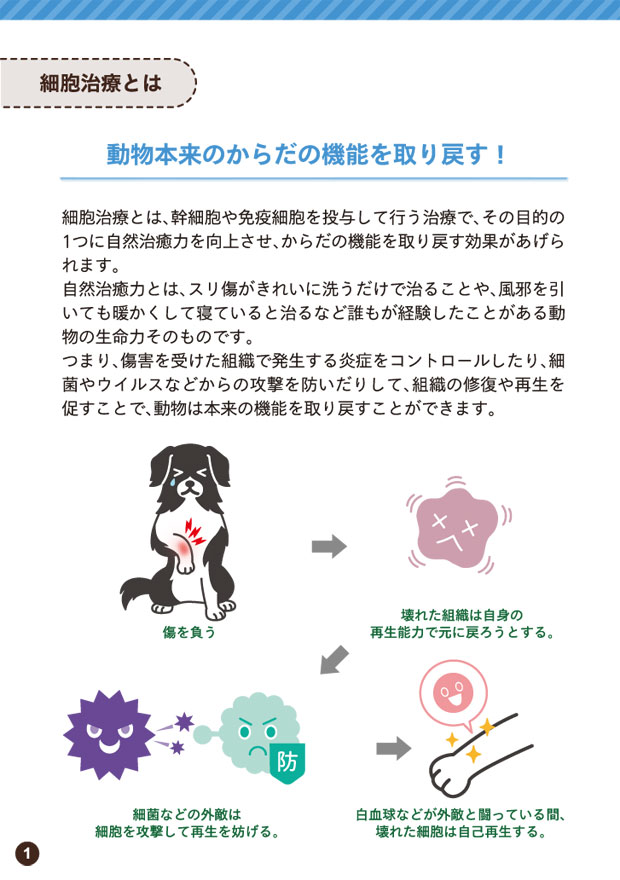 再生医療について