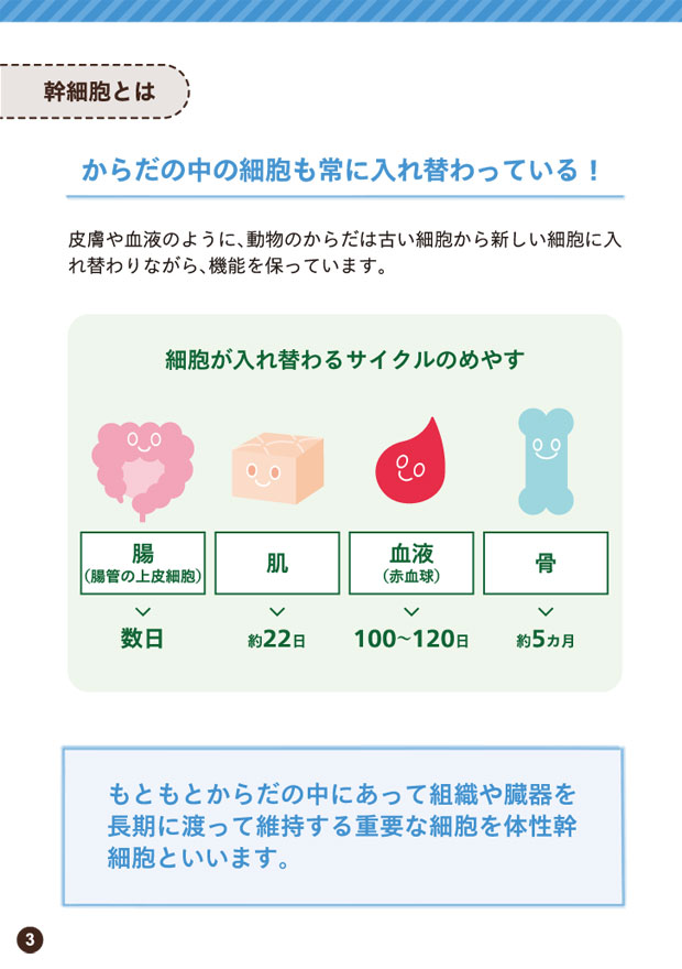 再生医療について
