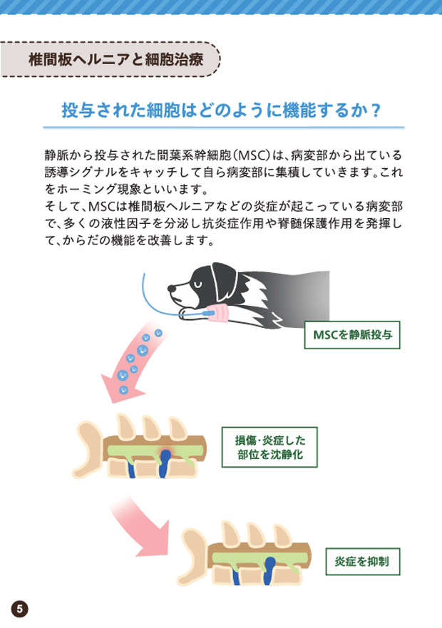 再生医療について
